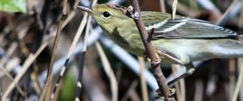 Image result for Dendroica striata