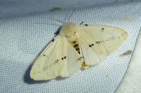 Attēlu rezultāti vaicājumam “Spilosoma lutea imago”