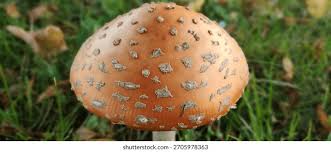 Attēlu rezultāti vaicājumam “Amanita regalis”