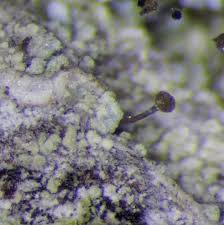 Attēlu rezultāti vaicājumam “Chaenotheca chlorella”