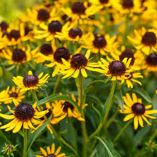 Image result for Rudbeckia fulgida