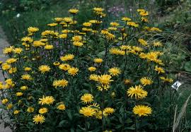 Image result for Buphthalmum salicifolium
