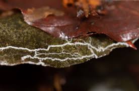 Attēlu rezultāti vaicājumam “Diderma spumarioides macro”