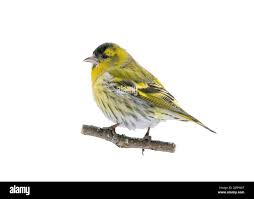 Attēlu rezultāti vaicājumam “Carduelis spinus”
