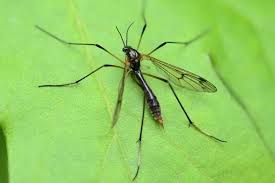 Attēlu rezultāti vaicājumam “Ptychoptera sp.”