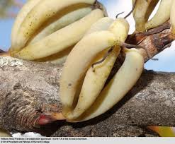 Attēlu rezultāti vaicājumam “Cercidiphyllum japonicum fruit”