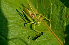 Attēlu rezultāti vaicājumam “Tettigoniodea”