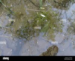 Attēlu rezultāti vaicājumam “Stuckenia filiformis”