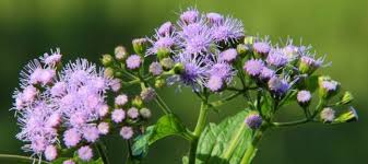 Image result for Ageratum houstonianum