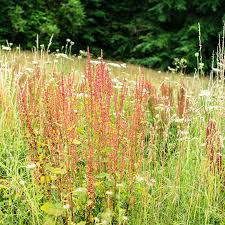 Attēlu rezultāti vaicājumam “Rumex acetosa flower”