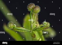 Attēlu rezultāti vaicājumam “Galium aparine fruit”