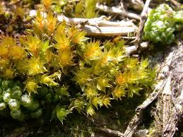 Attēlu rezultāti vaicājumam “Bryum moravicum”