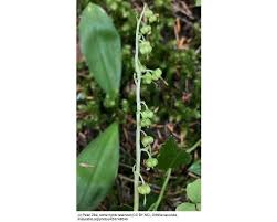 Attēlu rezultāti vaicājumam “Orthilia secunda flower”