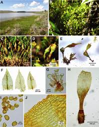 Attēlu rezultāti vaicājumam “Physcomitrium pyriforme sporophyte”
