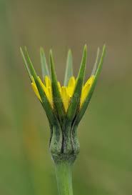 Attēlu rezultāti vaicājumam “Tragopogon pratensis subsp. pratensis bud”