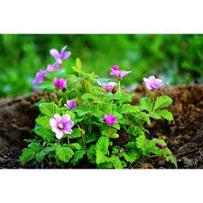 Attēlu rezultāti vaicājumam “Rubus arcticus flower”
