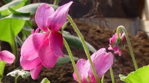 Image result for Veilchen