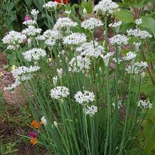 Image result for Allium tuberosum