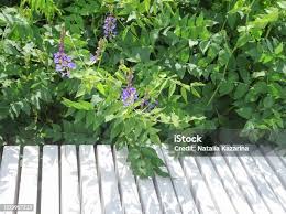 Attēlu rezultāti vaicājumam “Galega orientalis leaf”