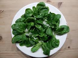 Image result for Feldsalat