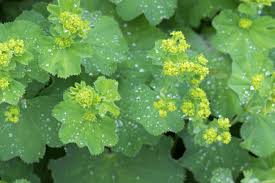 Image result for Alchemilla vulgaris