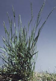 Attēlu rezultāti vaicājumam “Elytrigia repens subsp. arenosa”