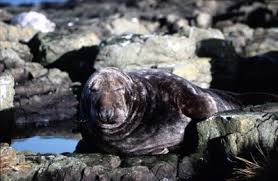 Image result for Halichoerus grypus