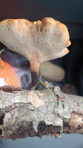 Attēlu rezultāti vaicājumam “Polyporus badius”