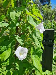 Attēlu rezultāti vaicājumam “Calystegia sepium flower”
