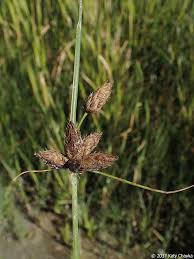Attēlu rezultāti vaicājumam “Bolboschoenus maritimus”