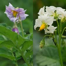 Attēlu rezultāti vaicājumam “Solanum tuberosum”