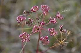 Attēlu rezultāti vaicājumam “Peucedanum oreoselinum flower”