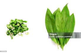 Attēlu rezultāti vaicājumam “Allium ursinum leaf”