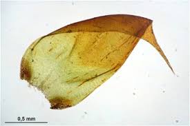 Attēlu rezultāti vaicājumam “Hypnum cupressiforme var. lacunosum”