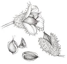 Attēlu rezultāti vaicājumam “Fagus sylvatica fruit”