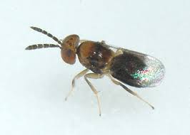 Attēlu rezultāti vaicājumam “Aphodius sp. imago”