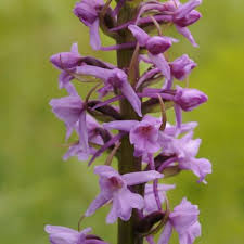 Attēlu rezultāti vaicājumam “Gymnadenia conopsea”