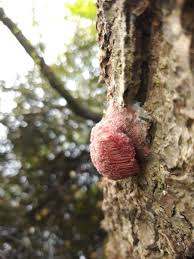 Attēlu rezultāti vaicājumam “Stemonitis axifera stalked”