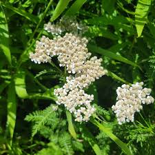 Image result for Achillea millefolium