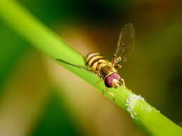 Attēlu rezultāti vaicājumam “Eupeodes nielseni”