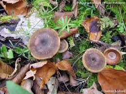 Attēlu rezultāti vaicājumam “Polyporus brumalis”