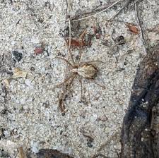 Attēlu rezultāti vaicājumam “Philodromidae”