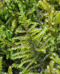 Attēlu rezultāti vaicājumam “Palustriella commutata”