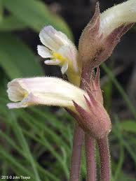 Attēlu rezultāti vaicājumam “Orobanche reticulata flower”