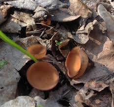 Attēlu rezultāti vaicājumam “Dumontinia tuberosa”