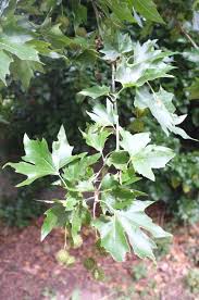 Attēlu rezultāti vaicājumam “Platanus x hispanica (syn. Platanus x acerifolia)”
