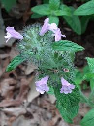 Attēlu rezultāti vaicājumam “Clinopodium vulgare”