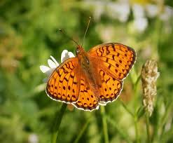 Attēlu rezultāti vaicājumam “Argynnis niobe underside”
