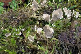 Attēlu rezultāti vaicājumam “Arrhenia retiruga”