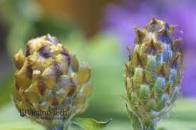 Attēlu rezultāti vaicājumam “Centaurea jacea bud”